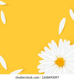 Template background with realistic chamomile. Yellow daisy flower with petal. Cosmetic camomile head for sale, card, ad, medicine post. Vector Illustration 
