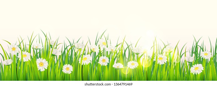 Template background Spring field of flowers of daisies and green juicy grass, meadow, blue sky, white clouds. Vector, illustration, isolated, banner, flyer