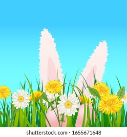 Template banner Easter eggs Ears of an easter Bunny sticking out dandelions and daisies, grass, green nature background Vector, illustration, isolated