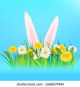 Template banner Easter eggs Ears of an easter Bunny sticking out dandelions and daisies, grass, green nature background Vector, illustration, isolated