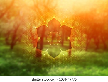 Template of banner, horizontal format; Spiritual sacred geometry; "Flower of life" and lotus on psychedelic natural forest photographic background; Yoga, meditation and relax.