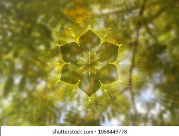 Template of banner, horizontal format; Spiritual sacred geometry; "Flower of life" and lotus on psychedelic natural forest photographic background; Yoga, meditation and relax.