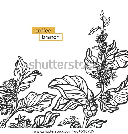 template black branch coffee tree leaves stock vector royalty free