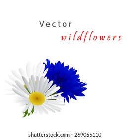 Template card for greeting invitation, wedding, birthday, Easter with cornflower and chamomile. Can be placed on the packaging