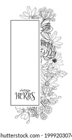 Template card with medicinal herbs. vector template. Wild medicinal plants. Retro flowers. Hand drawing illustration. Engraving style. Botanical illustration. Pharmacy herbs labels. Fresh local organi