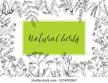 Template card with medicinal herbs. Wild healing plants. Vintage flowers. Hand drawing illustration. Engravings style. Botanical illustration. Pharmacy medical herbs. Sketch. Horizontal frame.