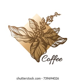 Template of coffee tree branch with realistic leaves and natural coffee beans. Silhouette, shape. Botanical illustration. Sketch. Rhombus. Vector symbol. Organic food eps.10
