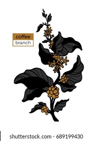 Template of color branch of coffee tree with leaves, flowers and natural coffee beans. Organic product. Silhouette, art line. Botanical illustration. Vector isolated on white background eps.10