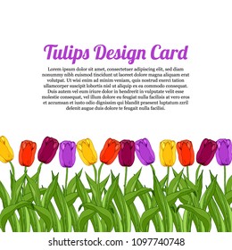 Template design card, floral frame, colorful tulips on a white background, yellow, red, purple flowers, hand drawn elements, vector illustration