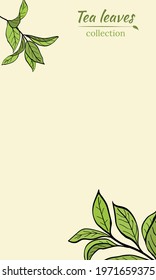 Template for design with a set of tea leaves.Silhouettes of branches and leaves of a tea bush.Skcetch of tea leaves. Botanical illustration.