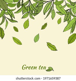 Template for design with a set of tea leaves.Silhouettes of branches and leaves of a tea bush.Skcetch of tea leaves. Botanical illustration.