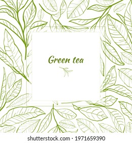 Template for design with a set of tea leaves.Silhouettes of branches and leaves of a tea bush.Skcetch of tea leaves. Botanical illustration.