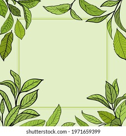 Template for design with a set of tea leaves.Silhouettes of branches and leaves of a tea bush.Skcetch of tea leaves. Botanical illustration.