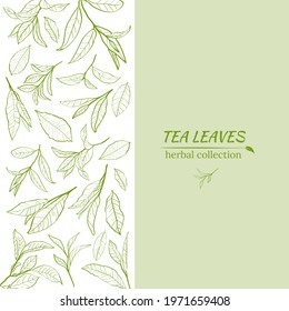 Template for design with a set of tea leaves.Silhouettes of branches and leaves of a tea bush.Skcetch of tea leaves. Botanical illustration. Vektor Stok