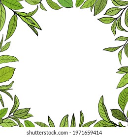 Template for design with a set of tea leaves.Silhouettes of branches and leaves of a tea bush.Skcetch of tea leaves. Botanical illustration.