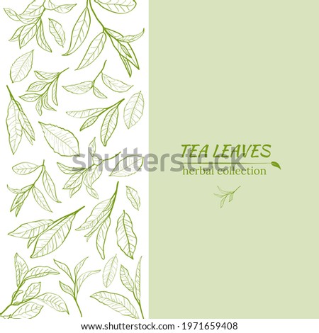 Template for design with a set of tea leaves.Silhouettes of branches and leaves of a tea bush.Skcetch of tea leaves. Botanical illustration.