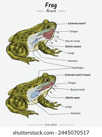 template Explore the intricate beauty of the frog's respiratory system. Explore the intricate beauty of the frog's respiratory system. Frog Anatomy