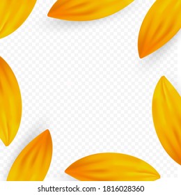 Template frame with realistic sunflower and yellow petals composition. Vector summer flower isolated on white background. Creative design concept 
