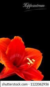 Template for greeting cards, wedding decorations, sales. Vector banner with Luxurious bright red Hippeastrum flowers. Spring or summer design.