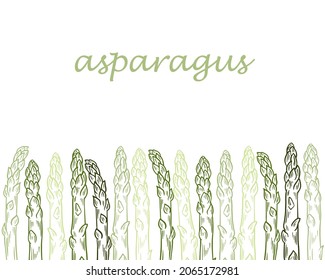 Template with growing sprouts of asparagus, vector illustration. Background with green asparagus pods, hand engraved. Vintage, food sketch.