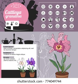Vorlage für Indoor-Pflanze Cattleya. Tipische Blumen wachsen zu Hause und im Büro. 
