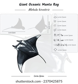 infografía de plantilla sobre anatomía, identificación y descripción de mantarrayas oceánicas gigantes. Se puede usar para temas como biología, zoología. 