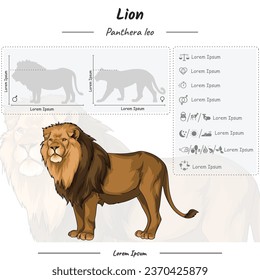 infografía de plantilla sobre León. anatomía, conjunto de iconos, identificación y descripción. Se puede usar para temas como biología, zoología