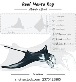 Vorlage Infografik über die Anatomie, Identifizierung und Beschreibung von Reef-Mantarochen. Kann für Themen wie Biologie, Zoologie verwendet werden. 