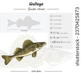 template infographic about Walleye fish. anatomy, icon set, identification and description. Can be used for topics like biology, zoology