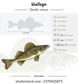 template infographic about Walleye fish. anatomy, icon set, identification and description. Can be used for topics like biology, zoology