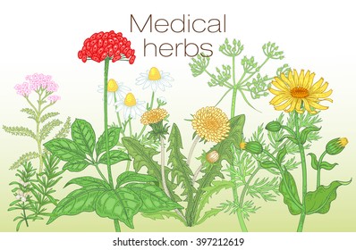 Template label, poster, page spread, design texts about alternative medicine. Vector illustration of flowers and medical herbs. Ginseng, chamomile, dandelion, arnica, yarrow, rosemary, caraway.