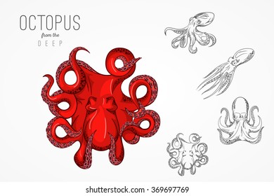 Template for logos, labels and emblems with outline silhouette of octopus. Vector illustration.