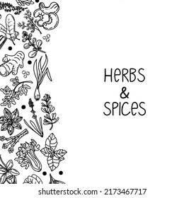 Template for packing herbs and spices, drawn element in doodle style. Silhouettes of plant elements. Herbs and spices inscription, handwritten. Chili, vanilla, barberry, rosemary, bay leaf, etc. 