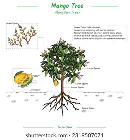 template Parts Of a Mango Tree. Can be used for topics like biology or education poster.