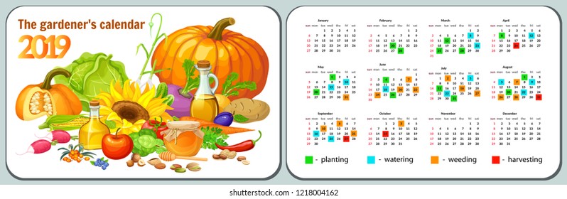 Template of pocket calendar year 2019 for gardener. Vector illustration with vegetable.