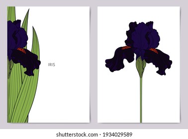 Template for postcards, wedding cards, invitations, save the date, thank you. Illustration with black iris in sketch style.