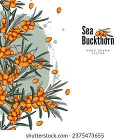 Vorlage mit Seebornsteinen, quadratischer Vektorhintergrund. Dekorativer handgezeichneter Banner mit Ästen, Beeren, Blättern und natürlichen botanischen Elementen auf Weiß. Sketch-Style-Illustration.