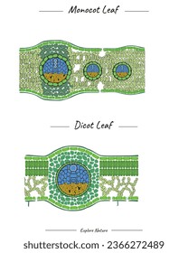 template Structure of Monocot leaf and dicot leaf. This content is suitable for scientific illustrations, educational materials, botanical articles, or projects that require visualization of leaf