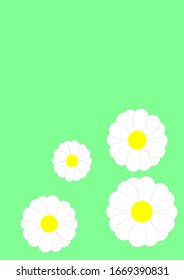 Template for text white daisy flowers on a green background. Mothers Day. Birthday. Valentine's Day. Holiday card. Poster. Vector image.
