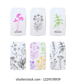 Template vector labels with medicinal herbs. Wild healing plants. Vintage flowers. Hand drawing illustration. Engravings style. Botanical illustration. Pharmacy herbs. Sketch. Tags with medical plants