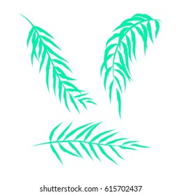 Templates of tropical leaves isolated on wite background.Vector illustration