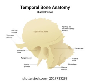 Anatomia Óssea Temporal Visão Lateral