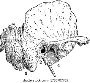 The temporal Bone of the human skull, situated at the sides and base of the skull, with its parts labelled, vintage line drawing or engraving illustration.