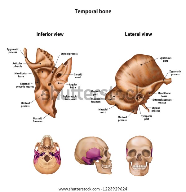 Temporal Bone Images Stock Photos Vectors Shutterstock