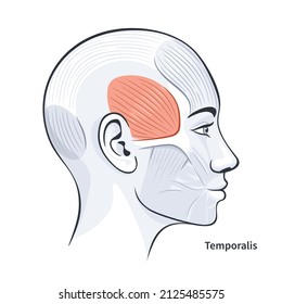 Temporalis. Facial muscles of the female. Detailed bright anatomy isolated on a white background vector illustration