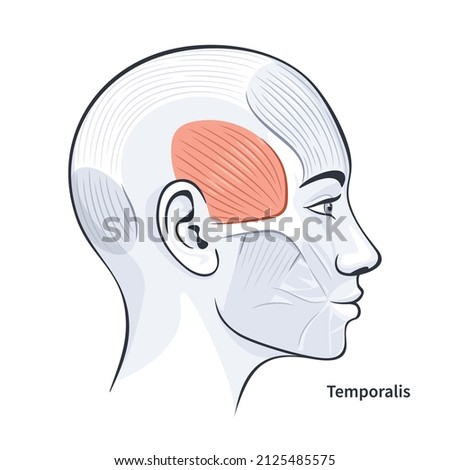 Temporalis. Facial muscles of the female. Detailed bright anatomy isolated on a white background vector illustration