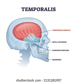 Temporalis muscle in skull with anatomical head skeleton outline diagram. Labeled education scheme with skull exterior, coronoid process and mandible vector illustration. Medical bones description.