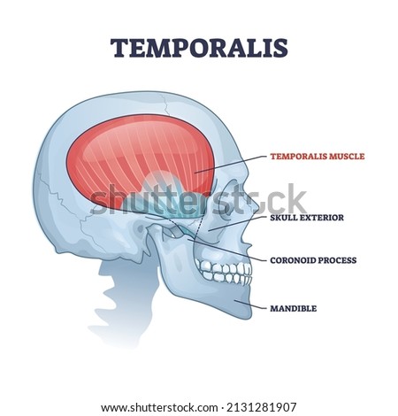 Temporalis muscle in skull with anatomical head skeleton outline diagram. Labeled education scheme with skull exterior, coronoid process and mandible vector illustration. Medical bones description.