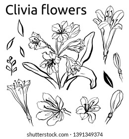 Temporary tattoo and t-shirt design boho art, sticker. Hand drawn clivia bouquet flowers for the anti stress coloring page