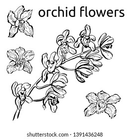 Temporary tattoo and t-shirt design boho art, sticker. Hand drawn orchid set,  flowers for the anti stress coloring page
